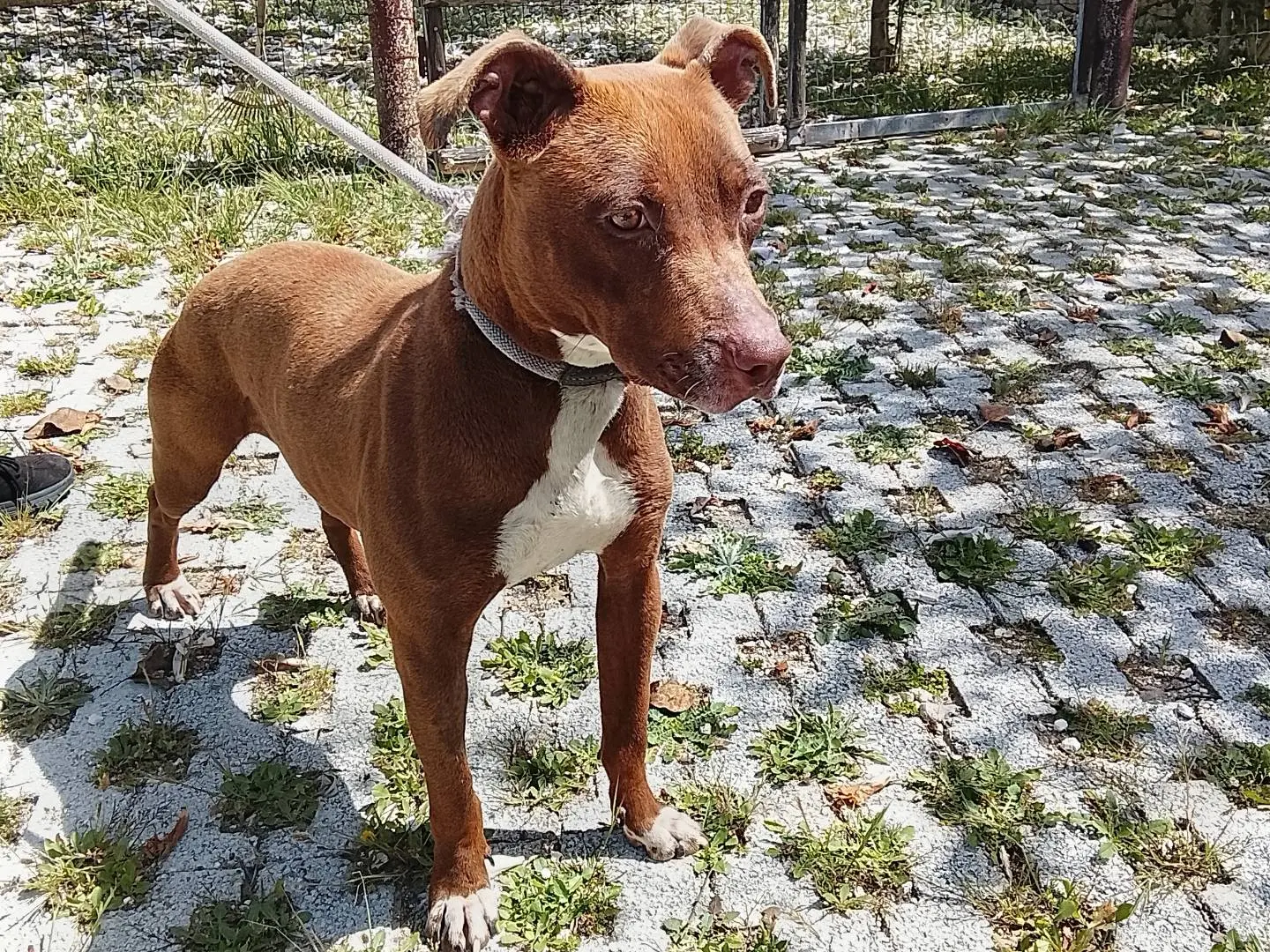 Foto 3 dell'animale