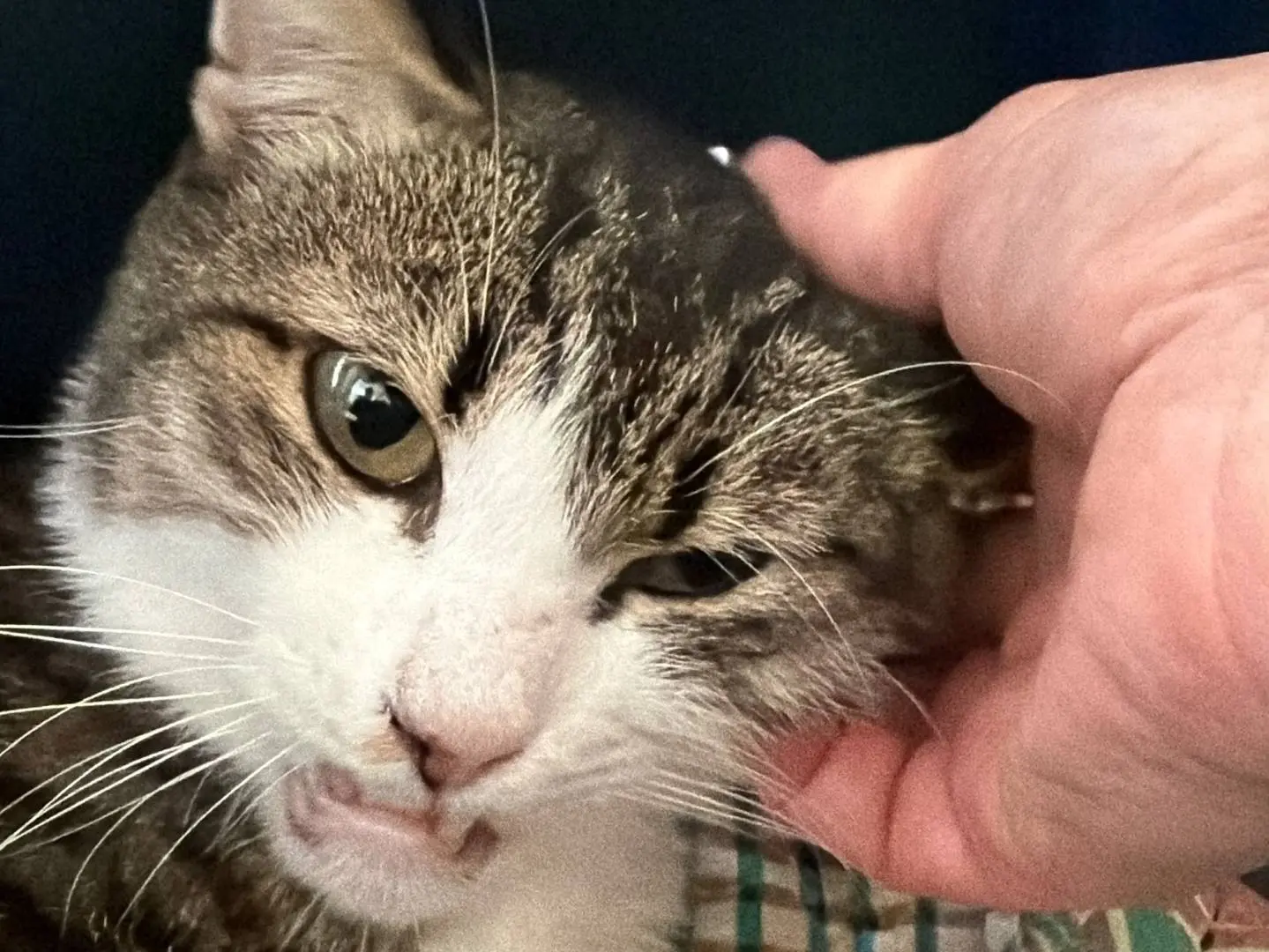 Adotta un gatto, femmina, 13 anni e 6 mesi, Roma