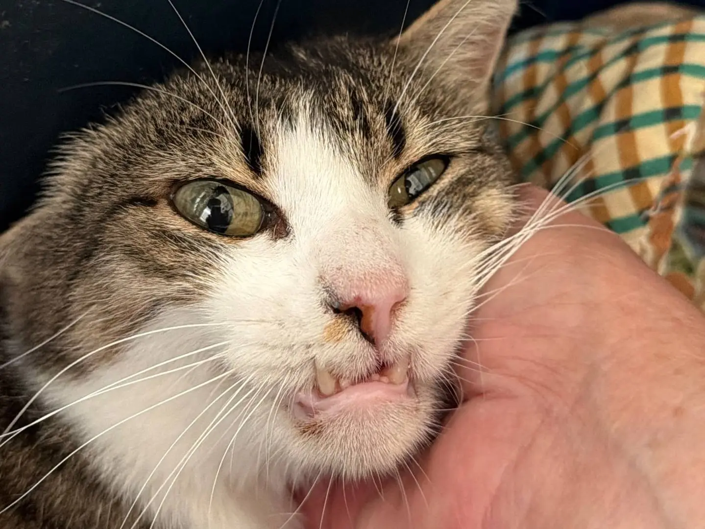Adozione gatto, femmina, Razza sconosciuta Razza sconosciuta, 13 anni e 6 mesi, taglia non valida, Roma