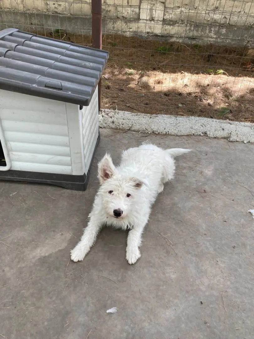 Adotta il cane Millie a Foggia