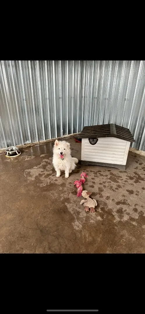 Adozione cane, femmina, meticcio, 4 anni e 9 mesi, taglia media, Foggia