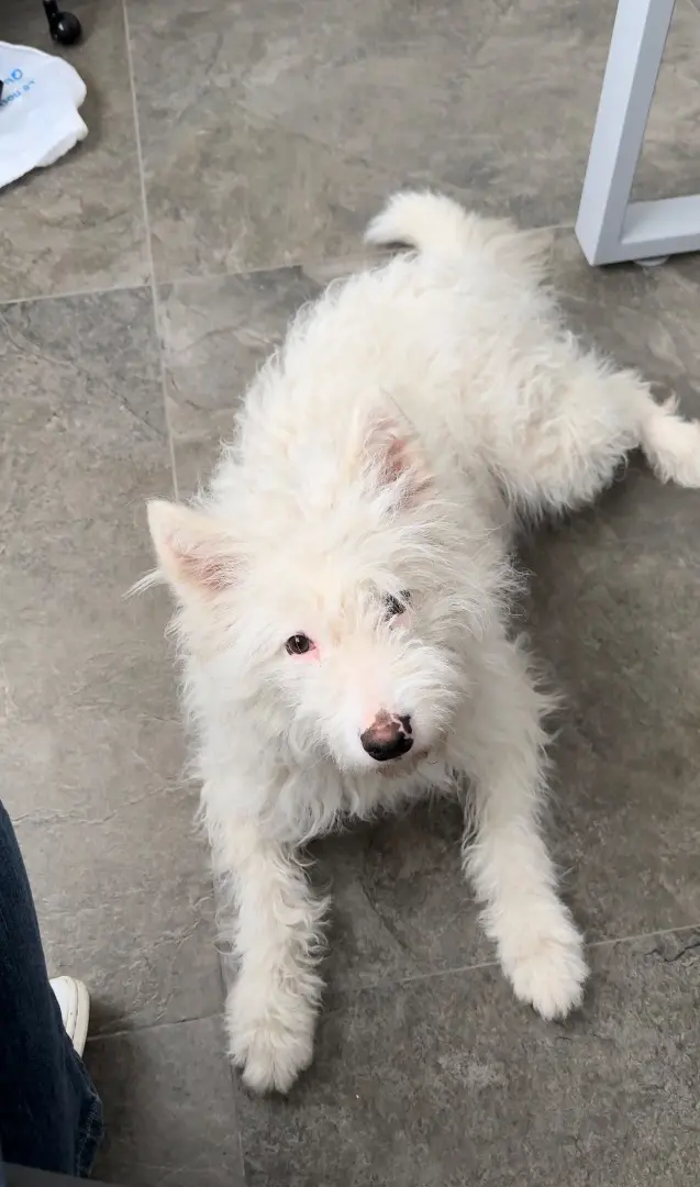 Adotta un cane, taglia media, femmina, Foggia