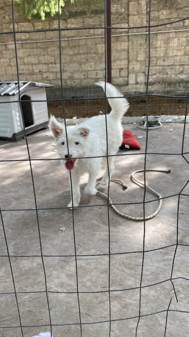 Adotta un cane, femmina, 4 anni e 9 mesi, Foggia