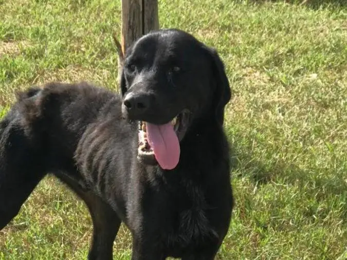 Adozione cane, maschio, Razza sconosciuta, 4 anni e 9 mesi, taglia media, Latina