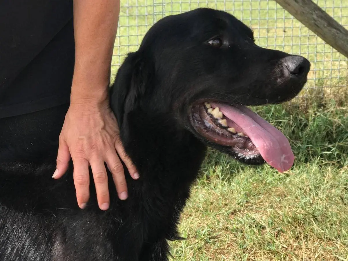 Adotta il cane NOWHITE a Latina