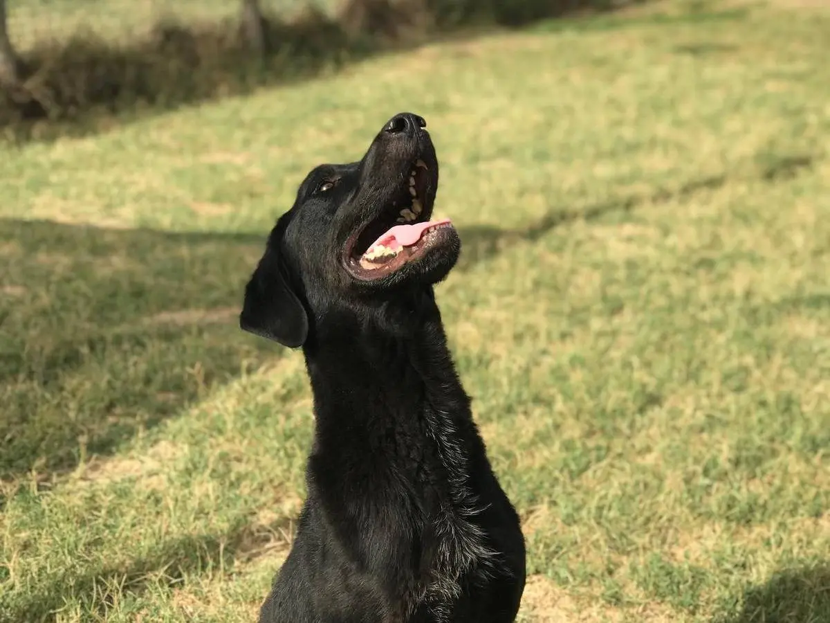 Adotta un cane, taglia media, maschio, Latina