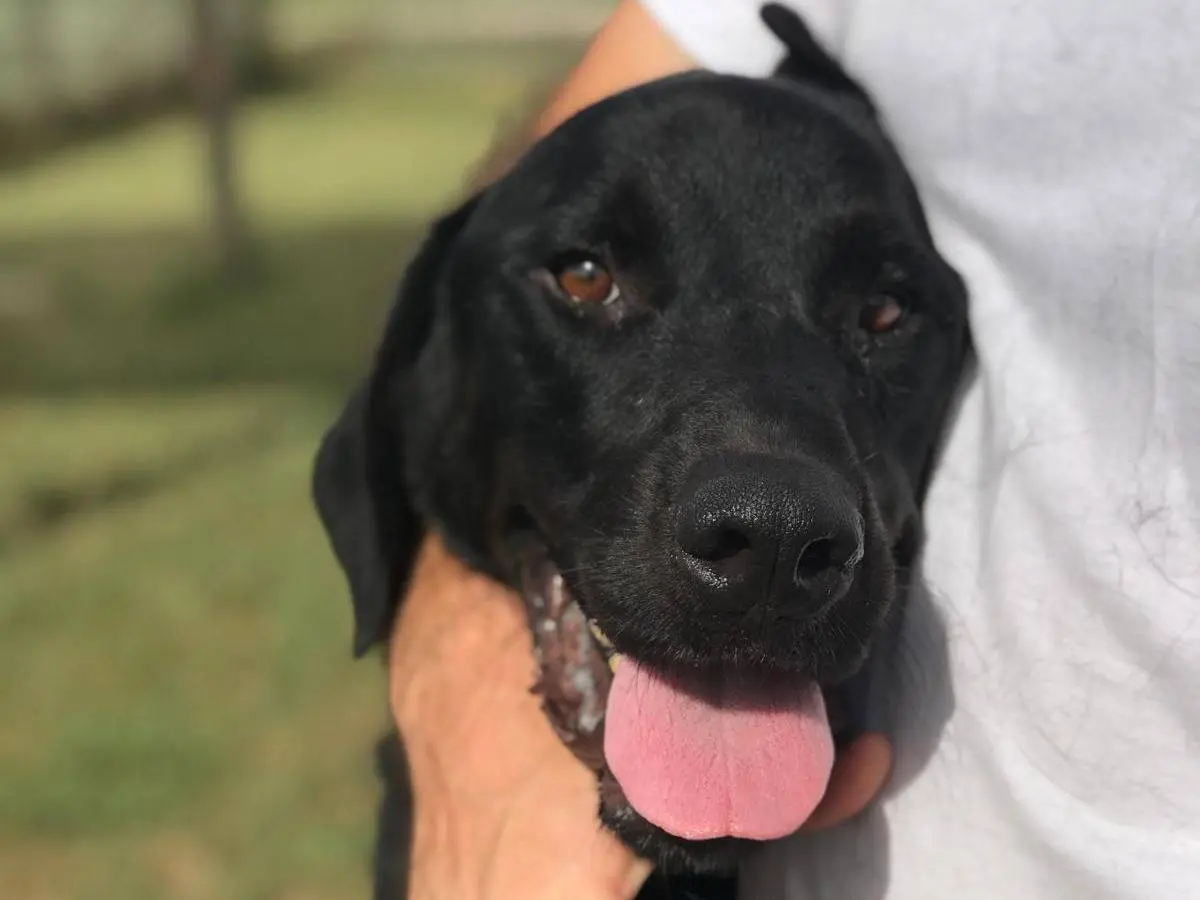 Adotta un cane, maschio, 4 anni e 9 mesi, Latina