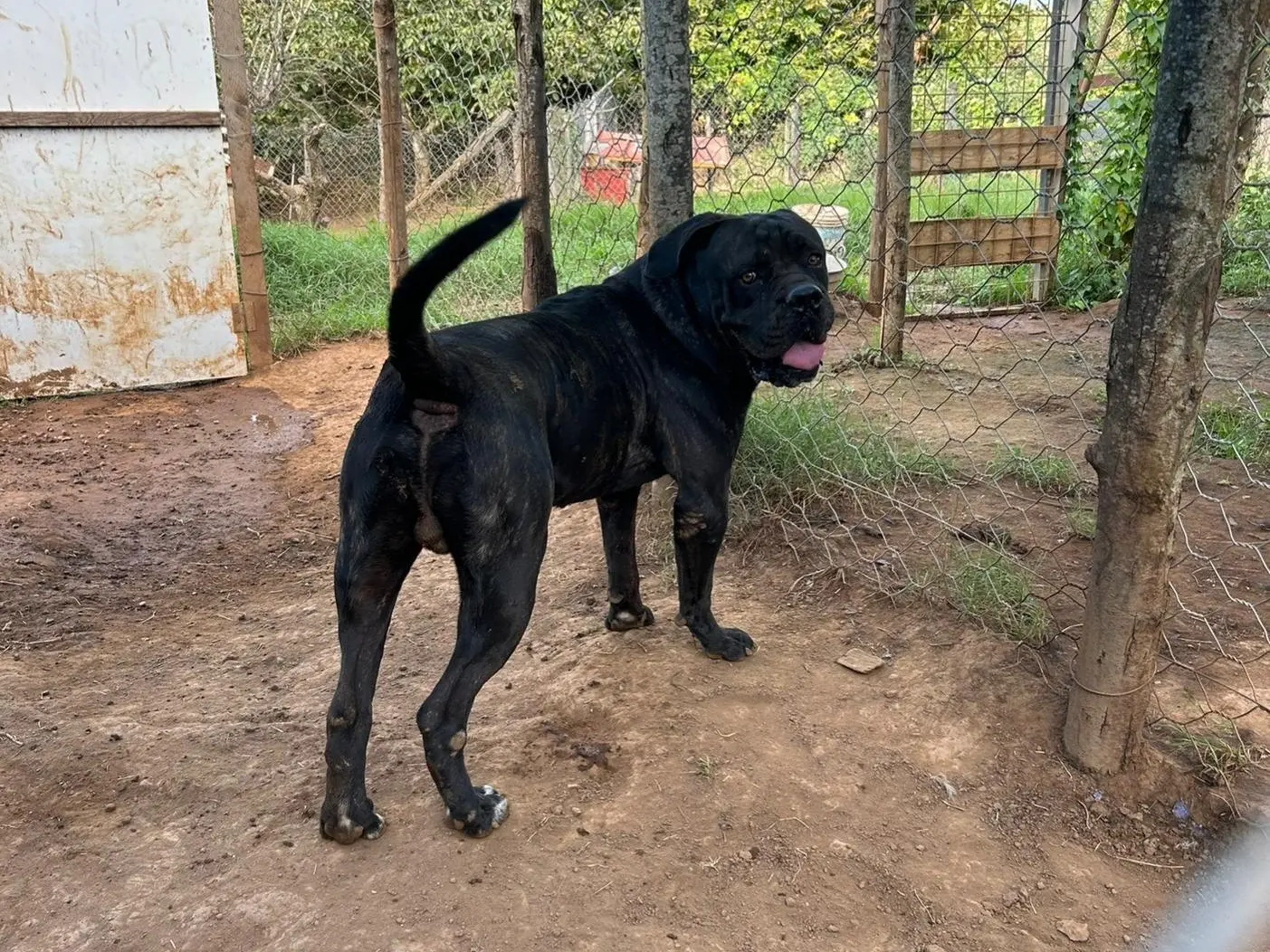 Adotta un cane, maschio, 5 anni e 11 mesi, Catanzaro