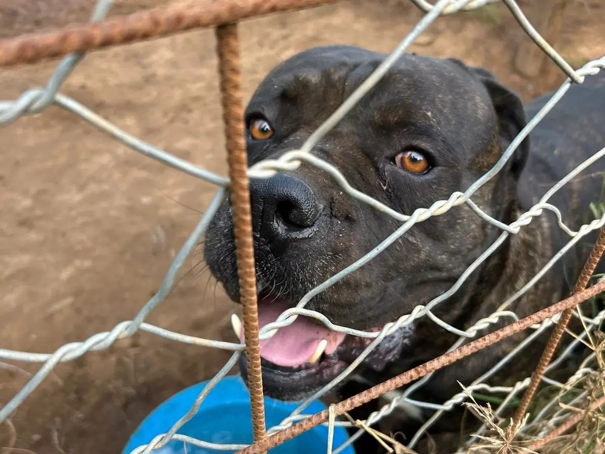 Adozione cane, maschio, Corso Razza sconosciuta, 5 anni e 11 mesi, taglia gigante, Catanzaro
