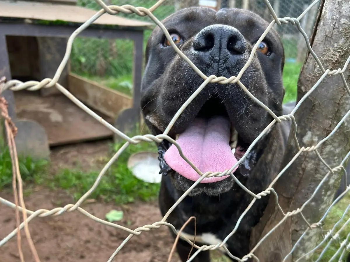 Adotta il cane CJ a Catanzaro