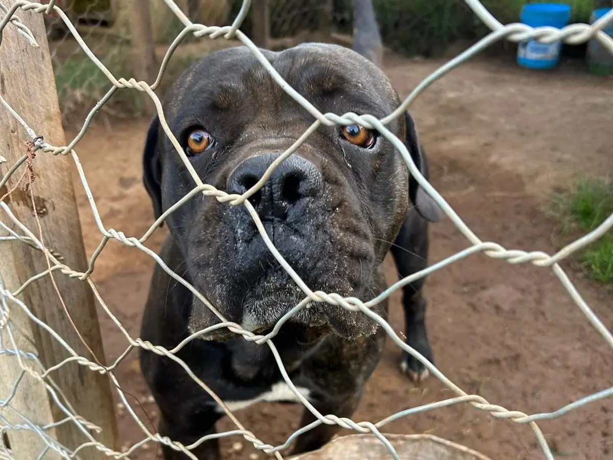 Vuoi adottare un cane a Catanzaro?