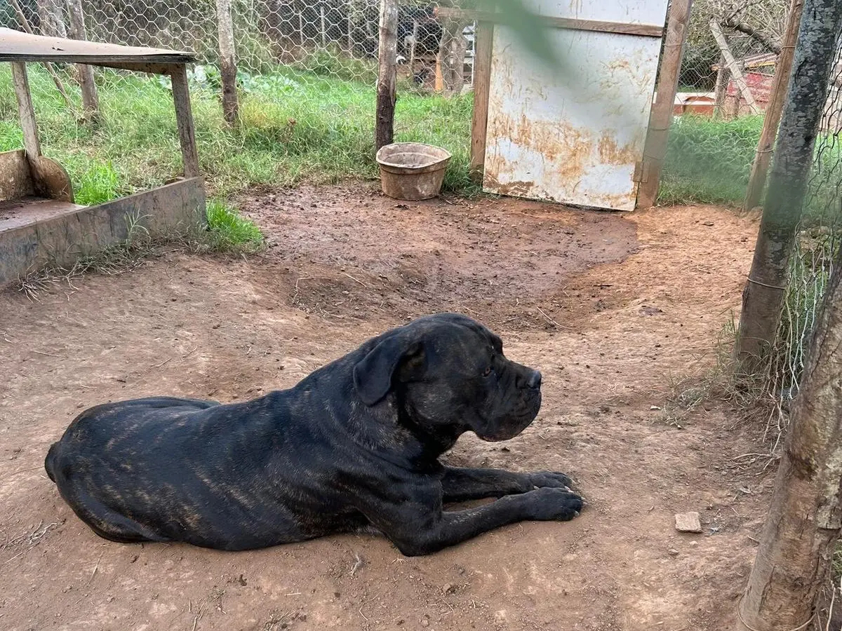 Adotta un cane, taglia gigante, maschio, Catanzaro