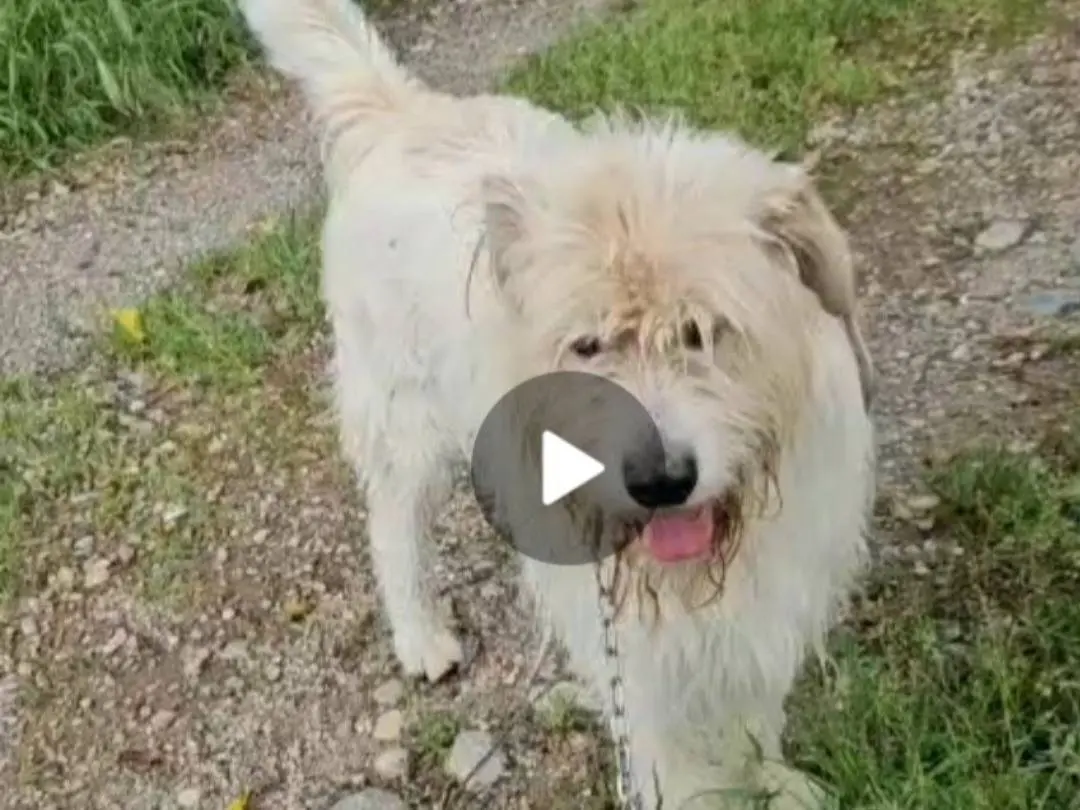 Vuoi adottare un cane a Novara?