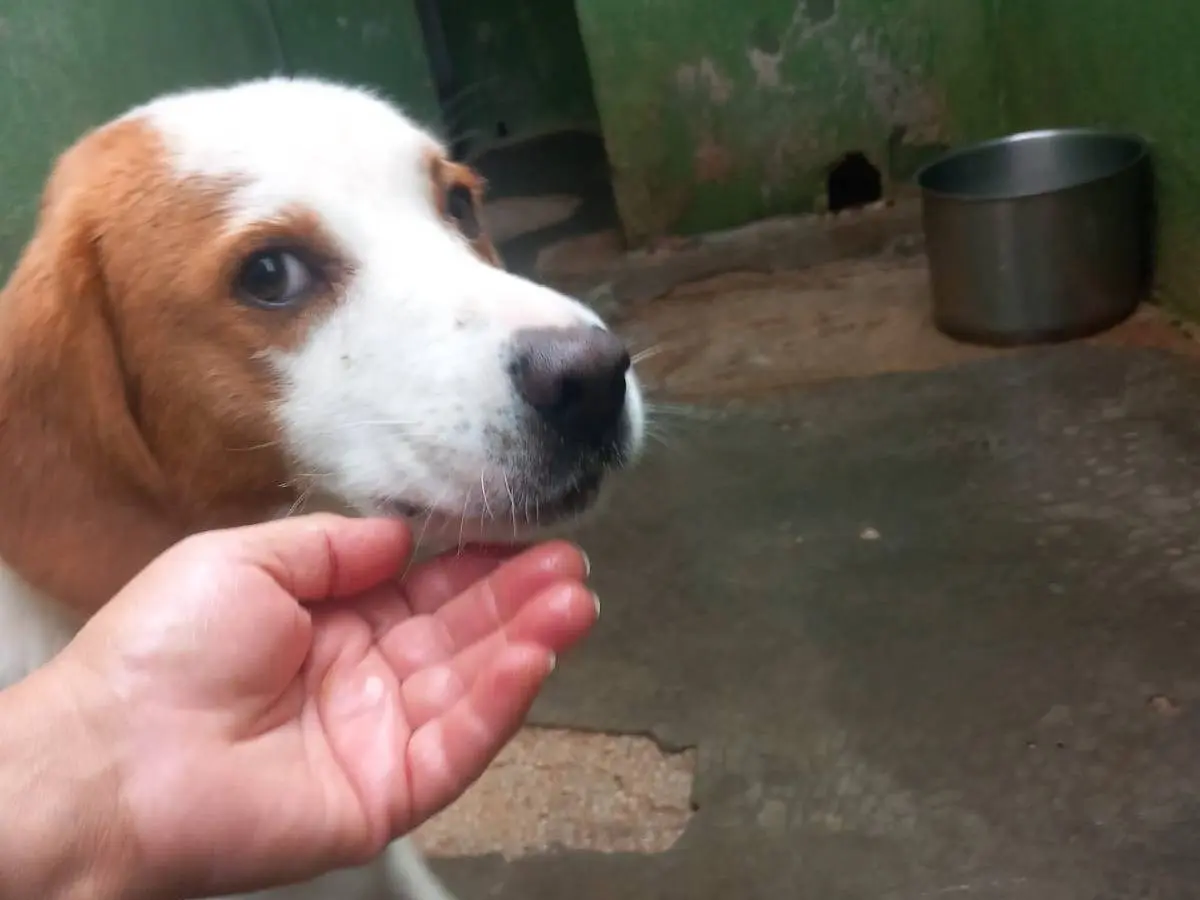 Adotta un cane, maschio, 8 mesi, Caserta
