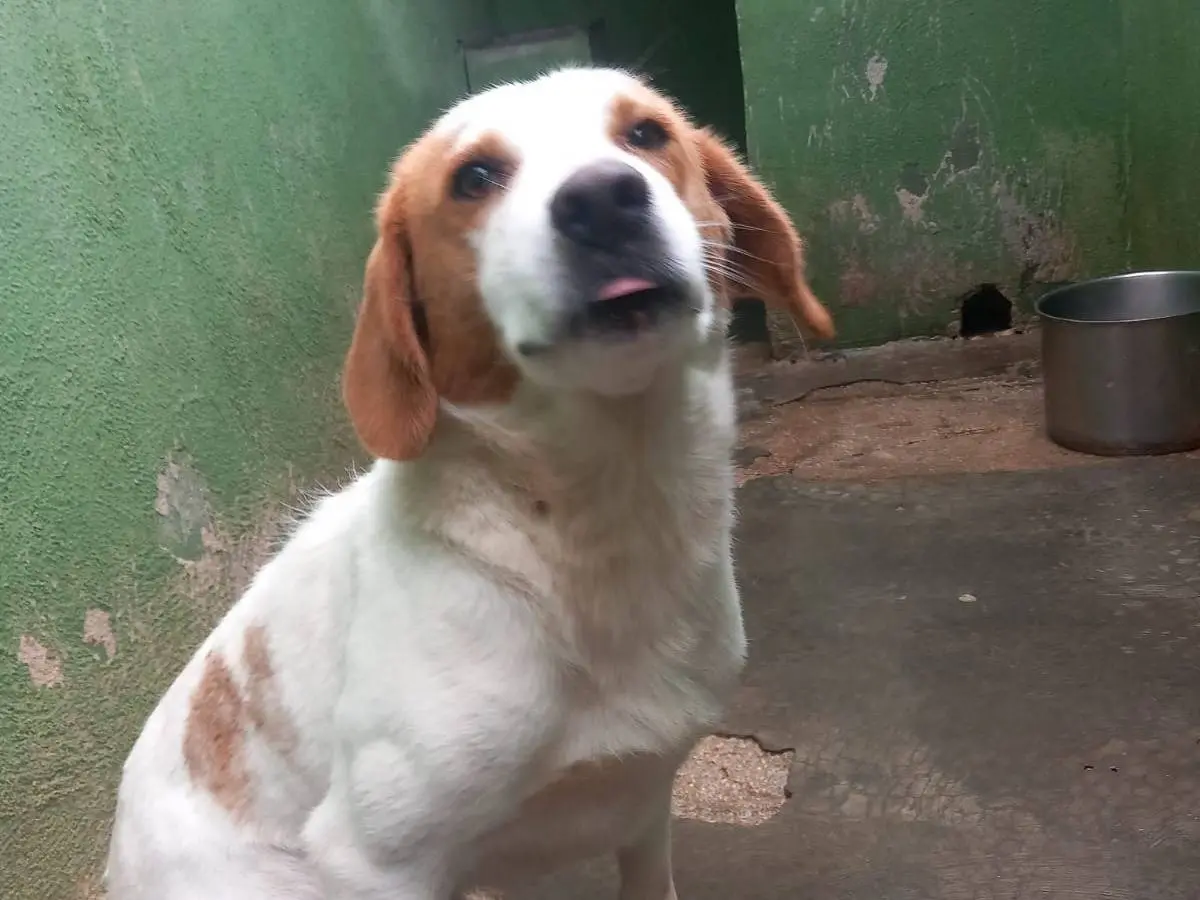 Adozione cane, maschio, Beagle  Razza sconosciuta, 8 mesi, taglia media contenuta, Caserta