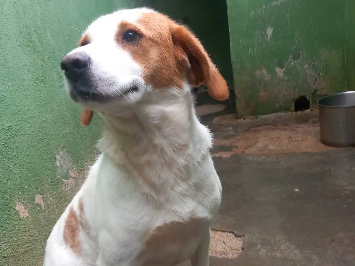 Adotta un cane, taglia media contenuta, maschio, Caserta