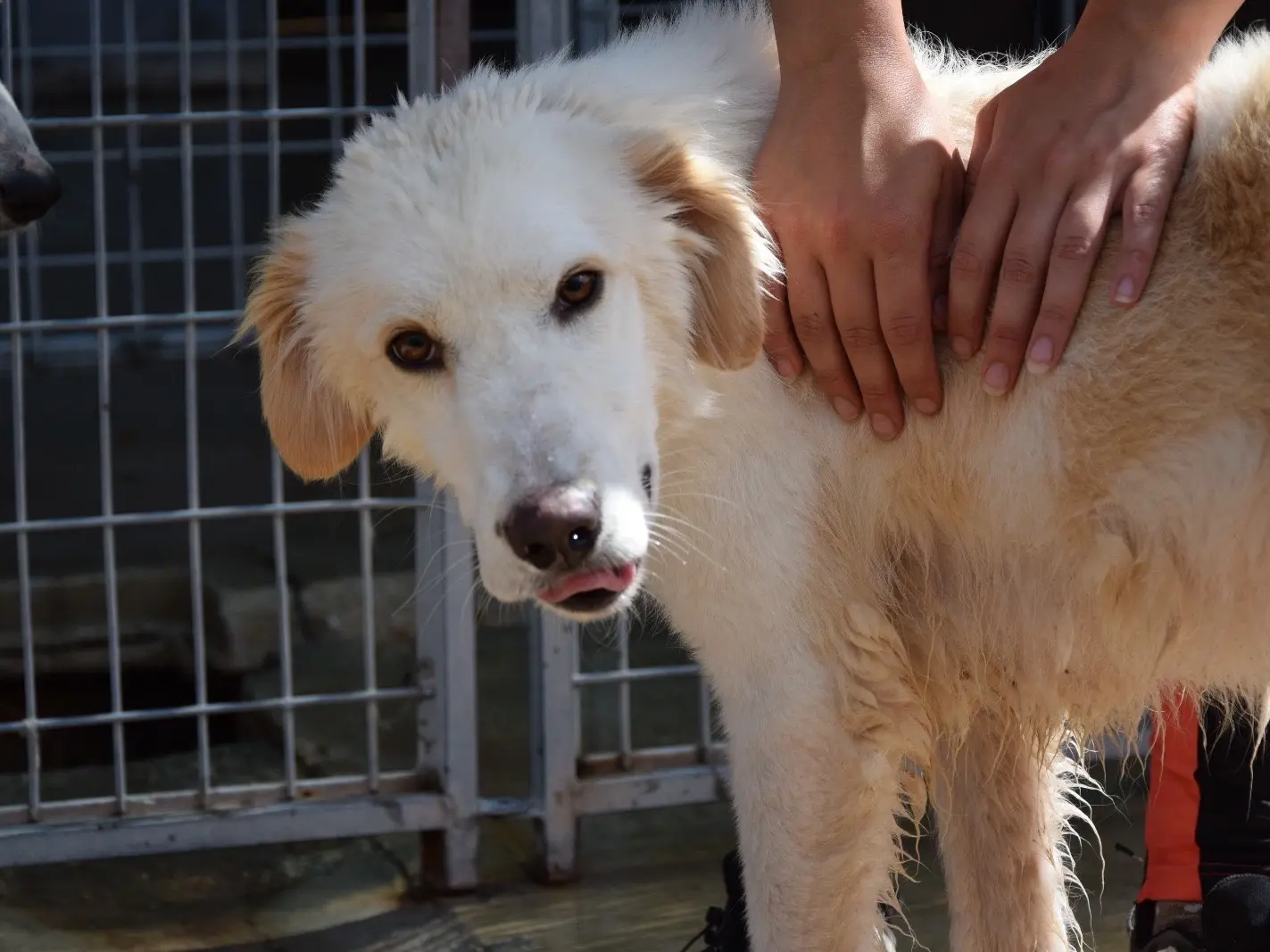 Adozione cane, maschio, Razza sconosciuta Razza sconosciuta, 3 anni e 1 mese, taglia media, Pescara