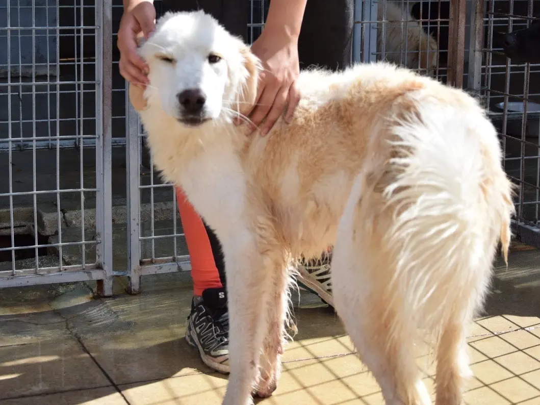 Adotta un cane, maschio, 3 anni e 1 mese, Pescara
