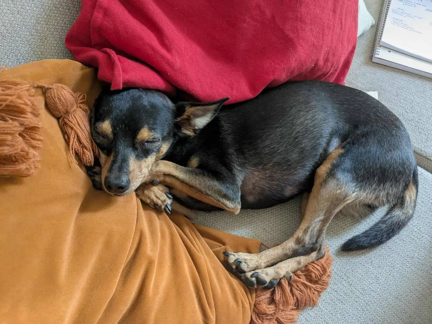 Adotta il cane STARLET a Firenze