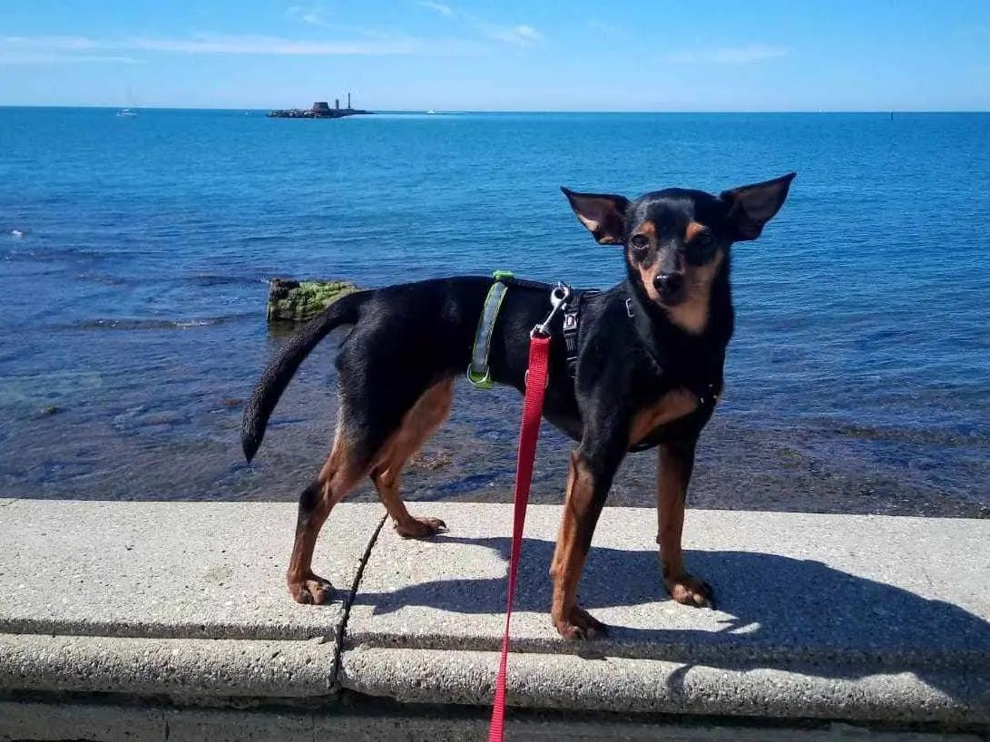 Adotta un cane, taglia piccola, femmina, Firenze
