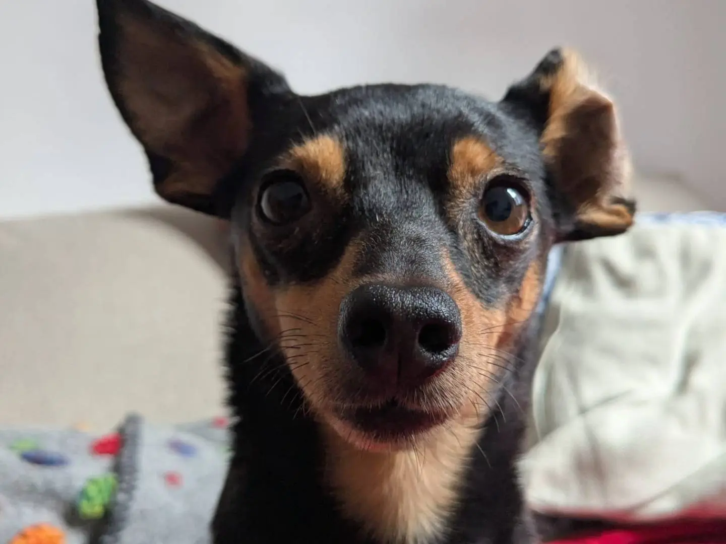 Adozione cane, femmina, Pinscher, 5 anni, taglia piccola, Firenze