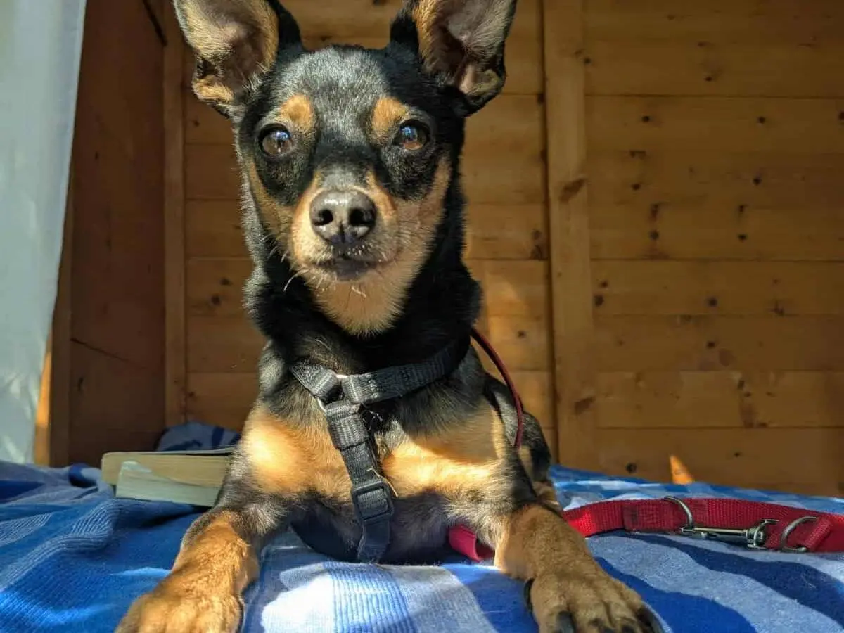Adotta un cane, femmina, 5 anni, Firenze