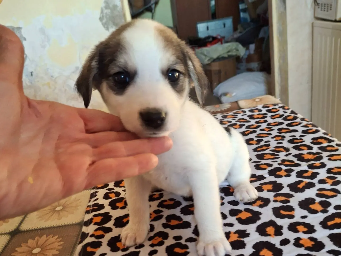 Adotta un cane, taglia media, femmina, Benevento