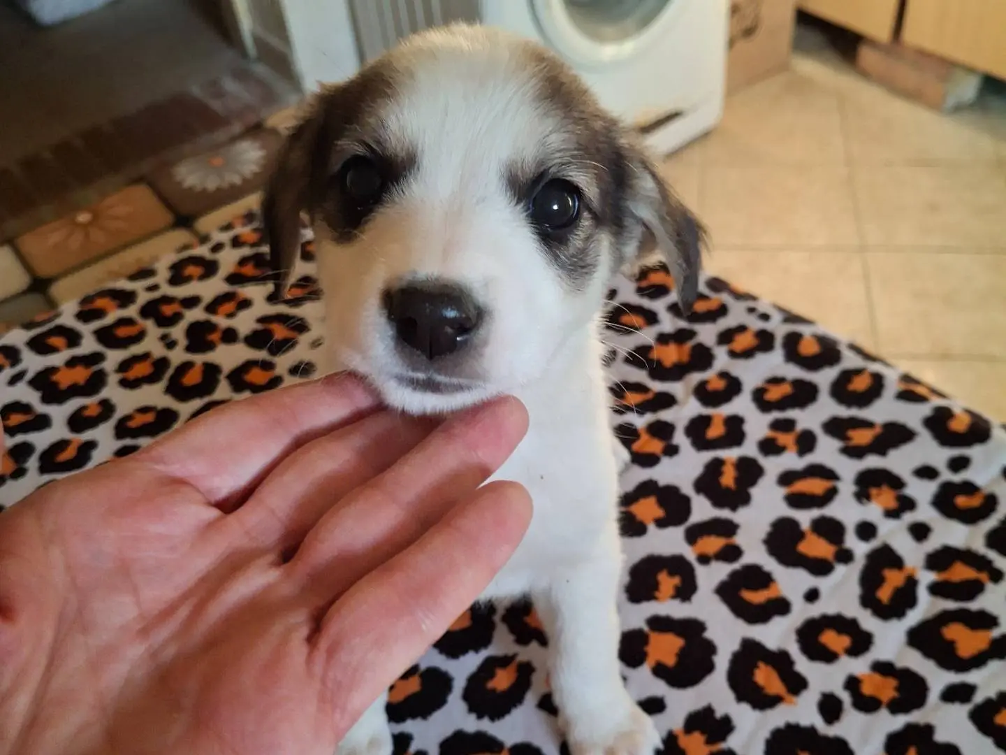 Adotta un cane, femmina, 2 mesi, Benevento