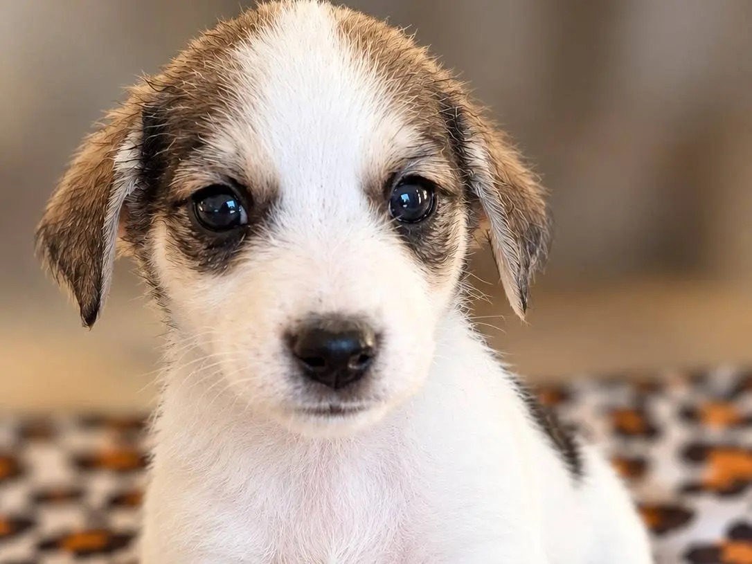 Adozione cane, femmina, Razza sconosciuta Razza sconosciuta, 2 mesi, taglia media, Benevento
