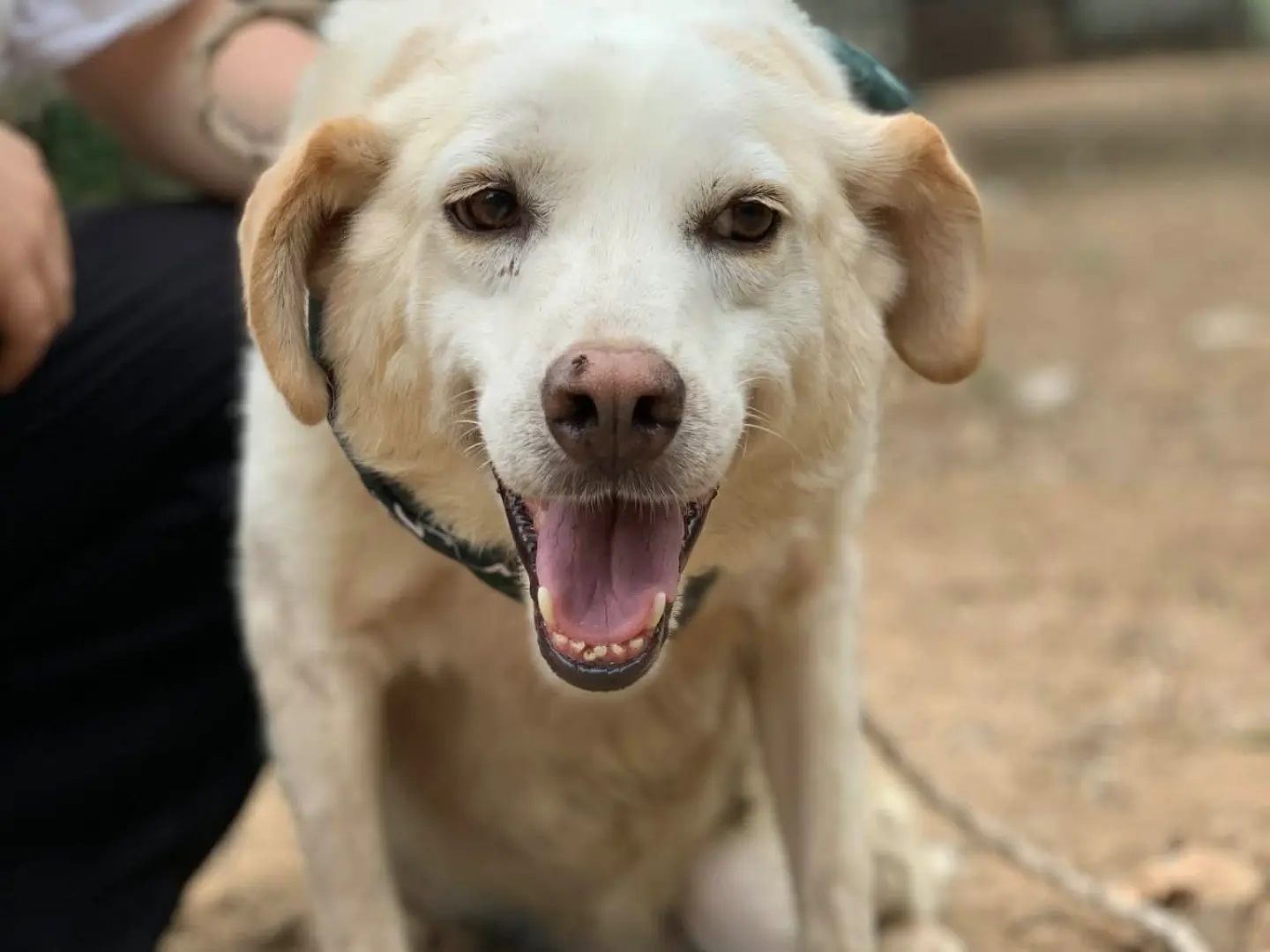 Adotta un cane, taglia media contenuta, maschio, Latina