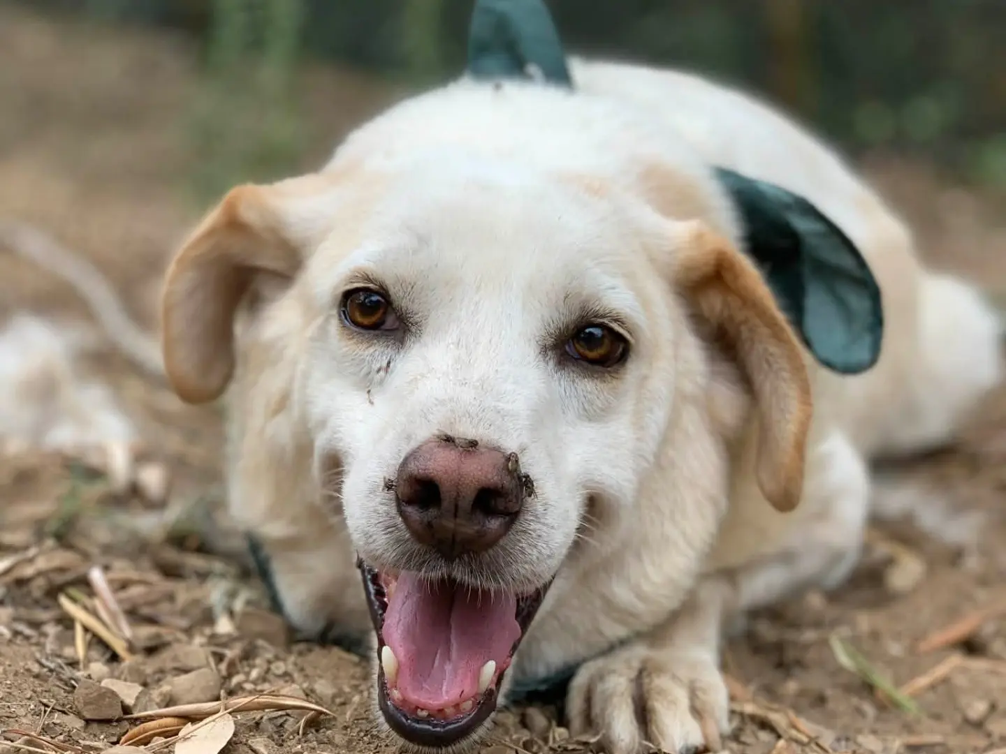 Adozione cane, maschio, Razza sconosciuta Razza sconosciuta, 8 anni e 1 mese, taglia media contenuta, Latina