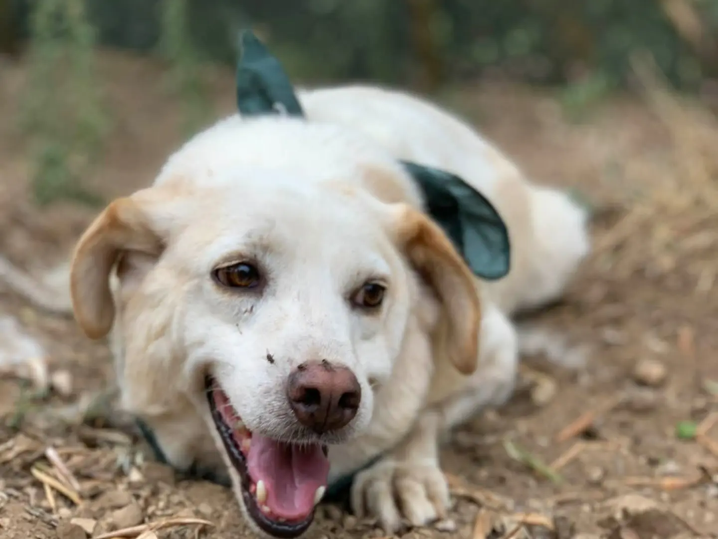 Adotta un cane, maschio, 8 anni e 1 mese, Latina