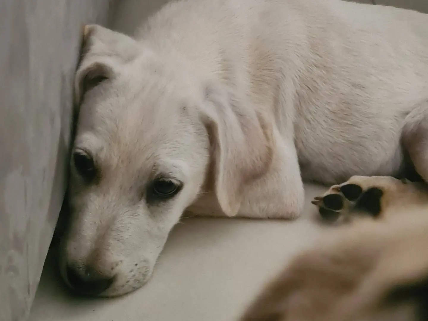 Adotta il cane Seta a Reggio