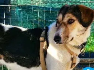 Adozione cane, femmina, Razza sconosciuta Razza sconosciuta, 6 anni e 7 mesi, taglia piccola, Chieti