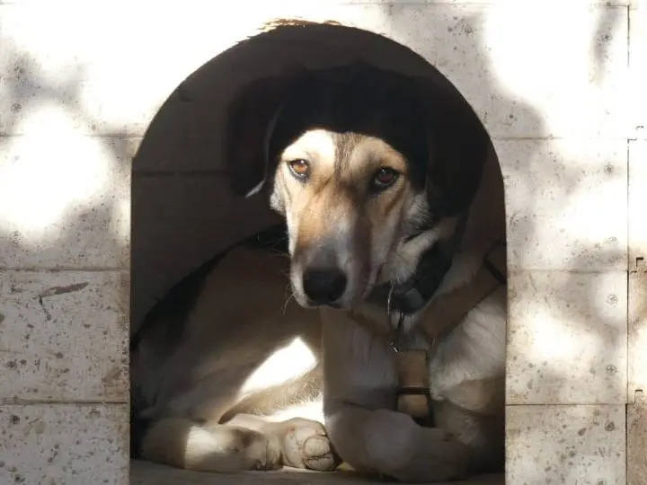 Adotta un cane, femmina, 6 anni e 7 mesi, Chieti