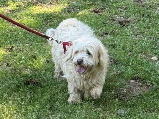 Adotta un cane, maschio, 3 anni e 4 mesi, Milano
