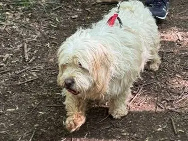 Adotta il cane Snoopy a Milano