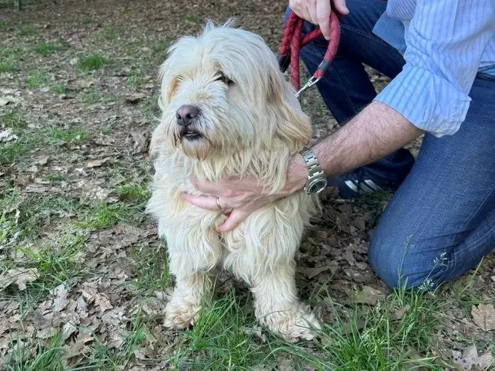 Adozione cane, maschio, Razza sconosciuta Razza sconosciuta, 3 anni e 4 mesi, taglia media contenuta, Milano