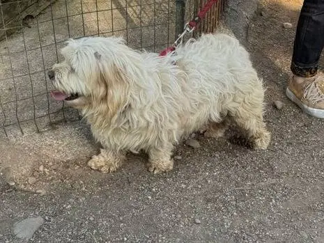 Adotta un cane, taglia media contenuta, maschio, Milano