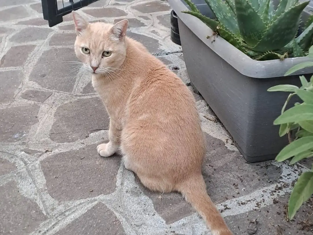 Foto 2 dell'animale