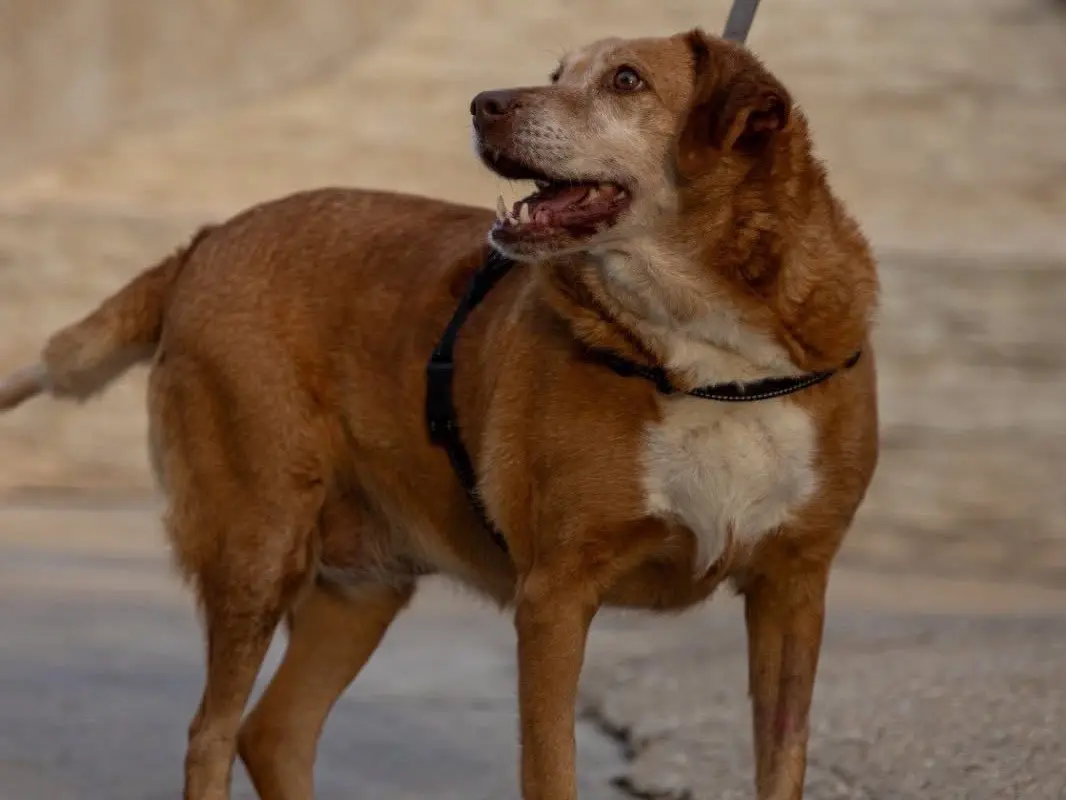 Adotta un cane, taglia media, femmina, Siracusa