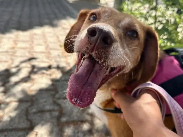 Adotta un cane, femmina, 6 anni e 8 mesi, Siracusa