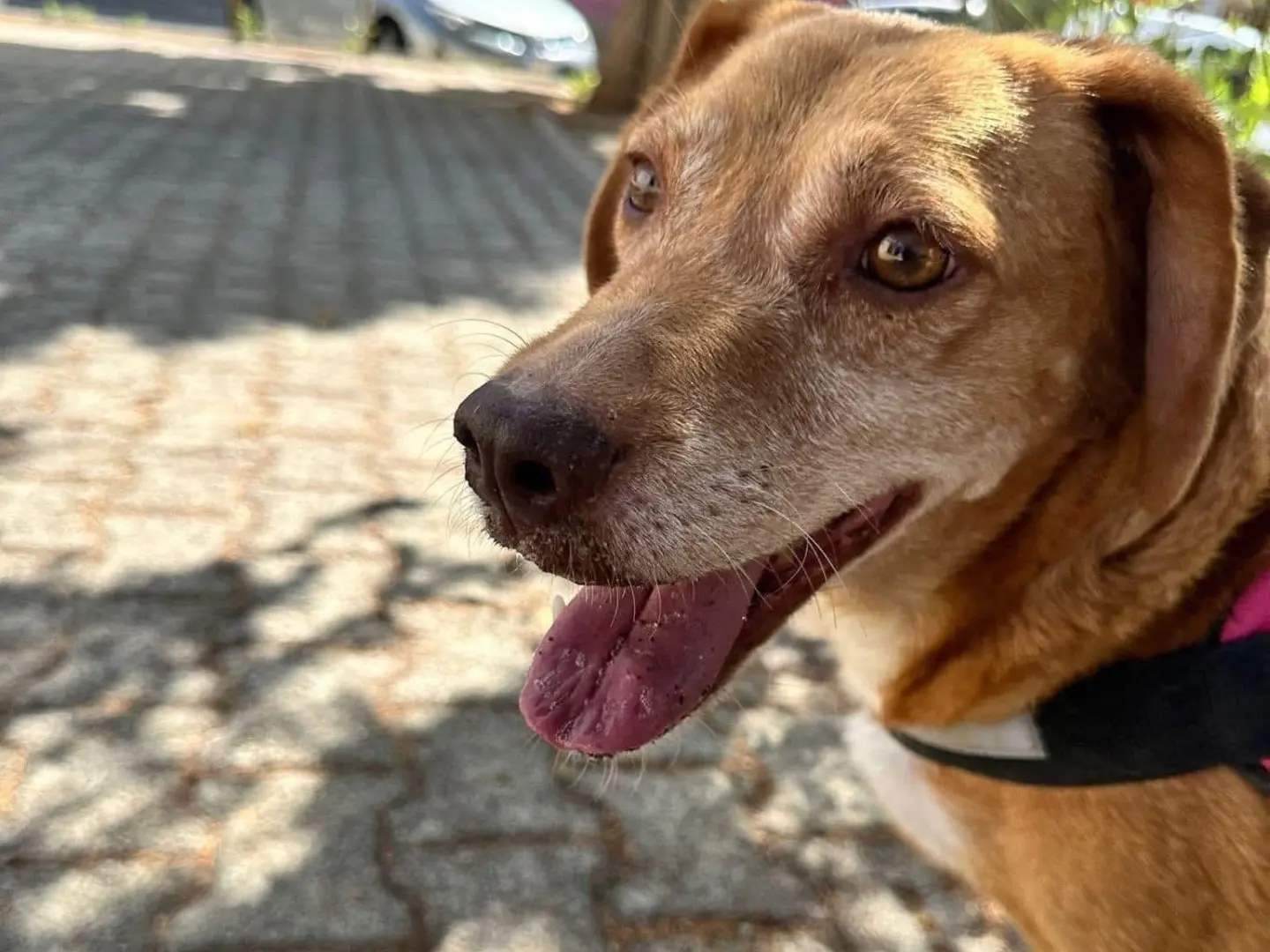 Adozione cane, femmina, Razza sconosciuta Razza sconosciuta, 6 anni e 8 mesi, taglia media, Siracusa