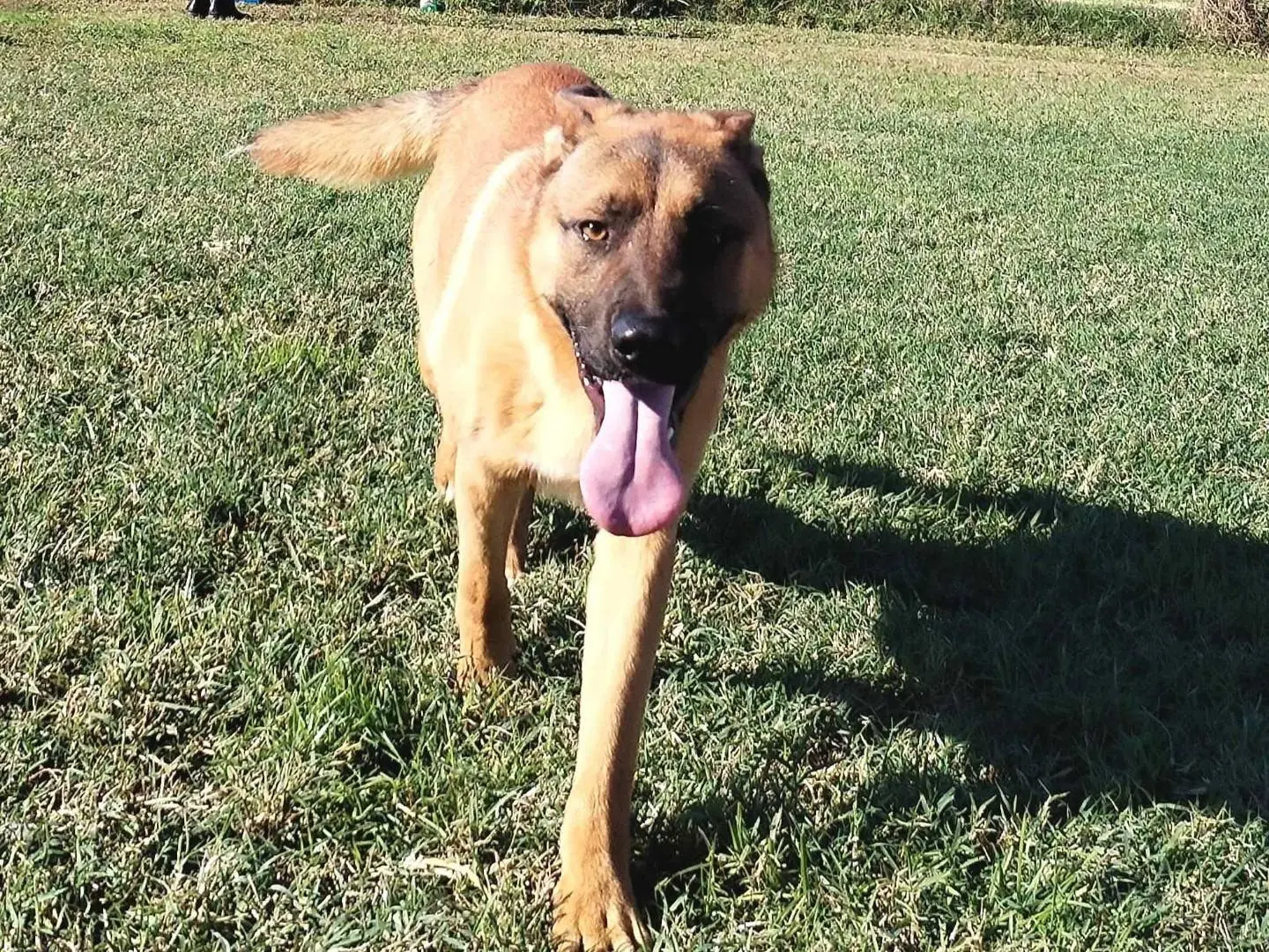 Adotta il cane Vago a Latina