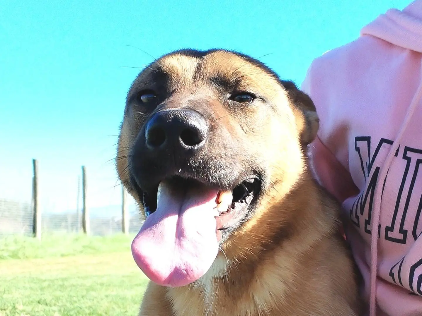Adotta un cane, maschio, 3 anni e 11 mesi, Latina