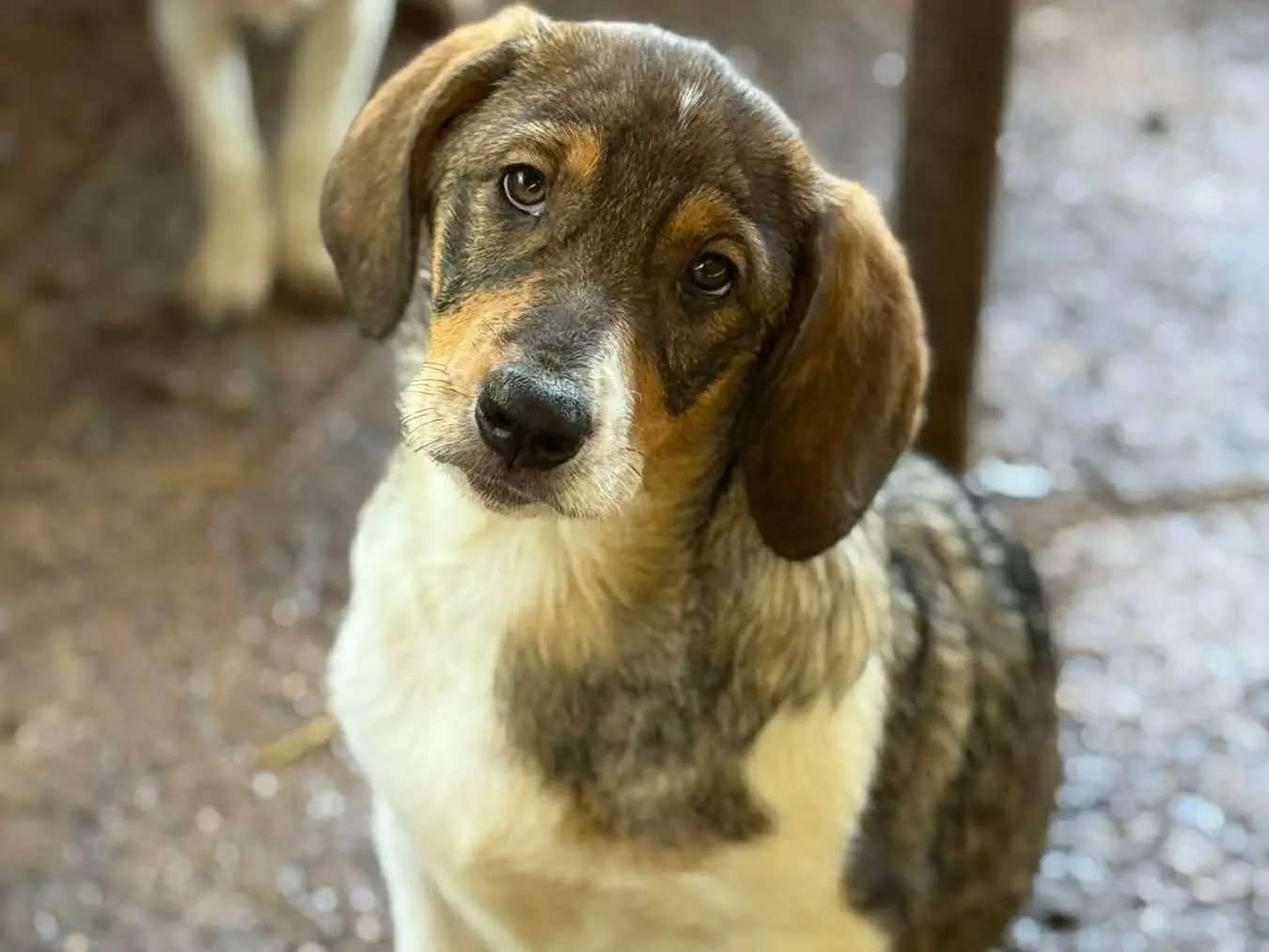 Adotta un cane, taglia media contenuta, femmina, Firenze