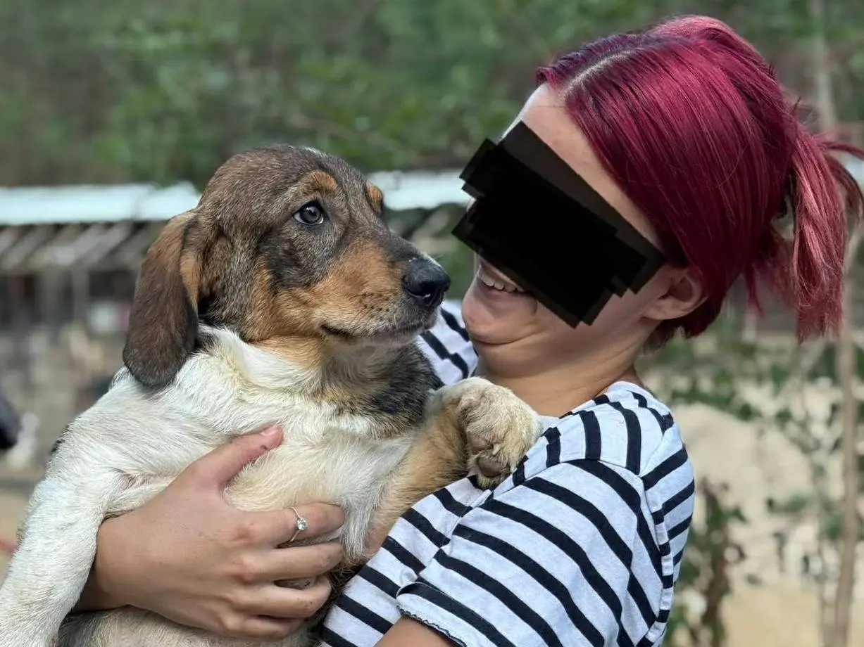 Adotta il cane DARA a Firenze
