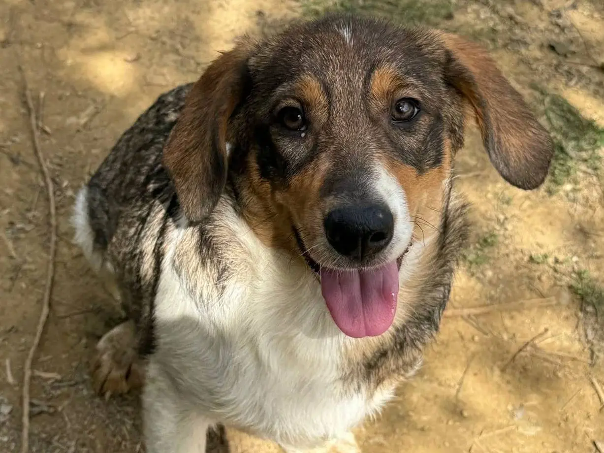 Vuoi adottare un cane a Firenze?