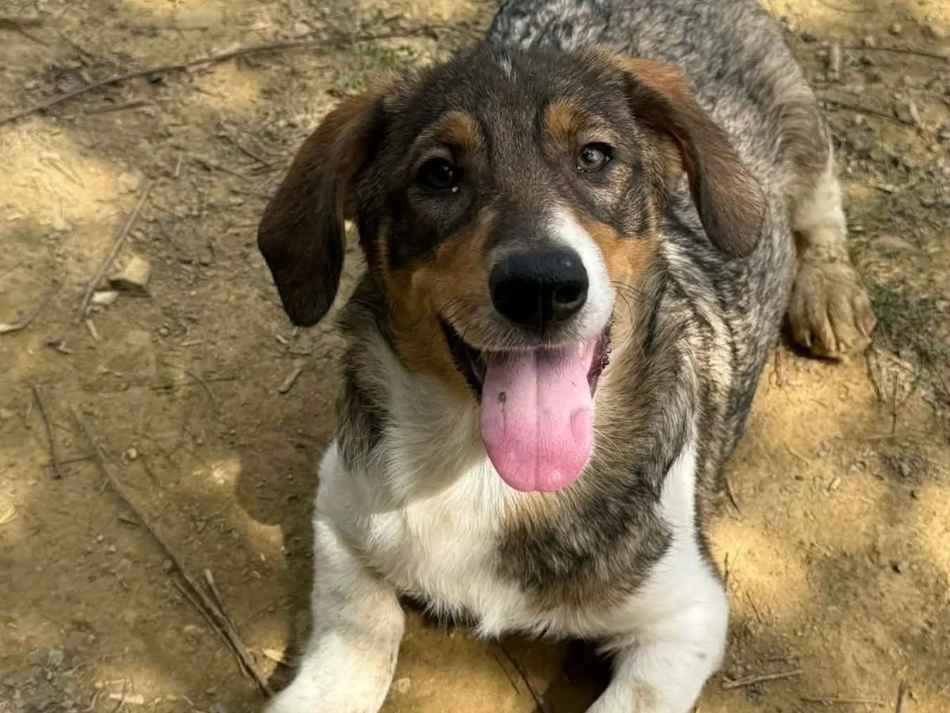 Adozione cane, femmina, Razza sconosciuta Razza sconosciuta, 6 mesi, taglia media contenuta, Firenze