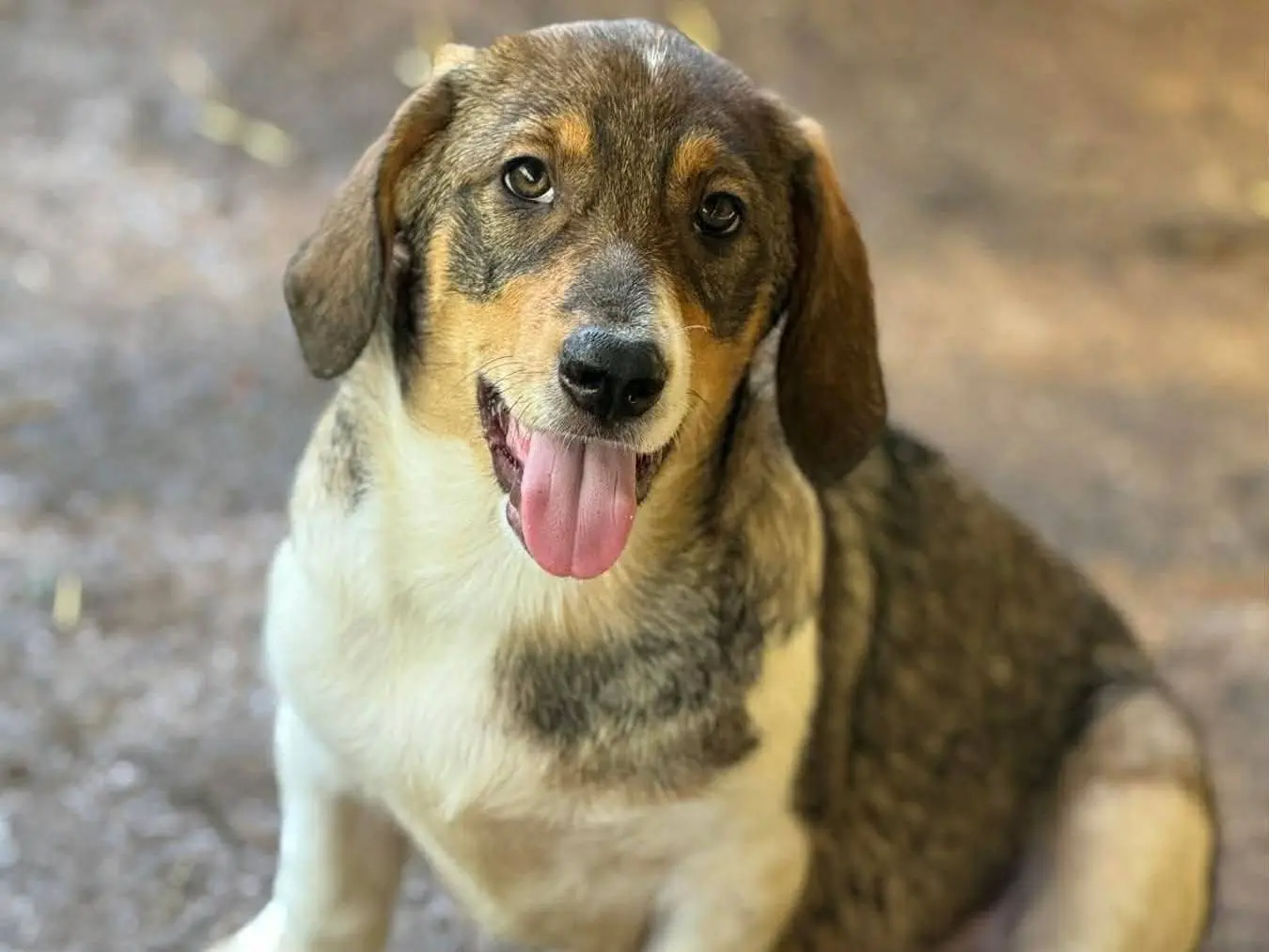 Adotta un cane, femmina, 6 mesi, Firenze